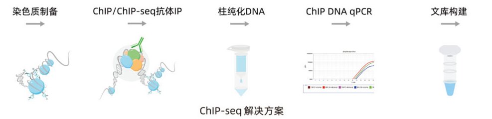chip_seq_流程.jpg chip_seq_流程.jpg