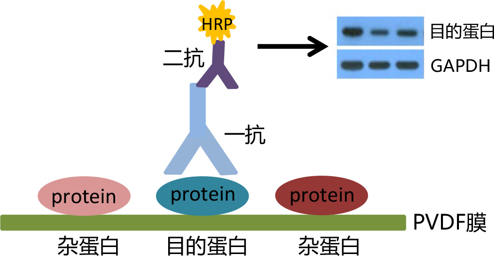 TP12-Western blot.jpg TP12-Western blot.jpg