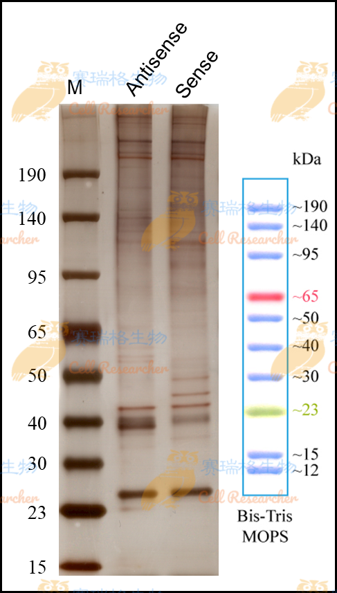 银染图片 RNA pulldown水印版.png 银染图片 RNA pulldown水印版.png