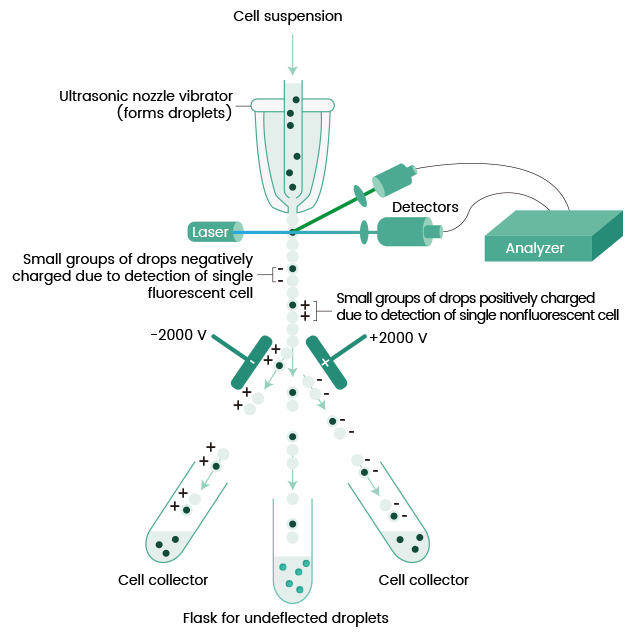 FACS原理.png