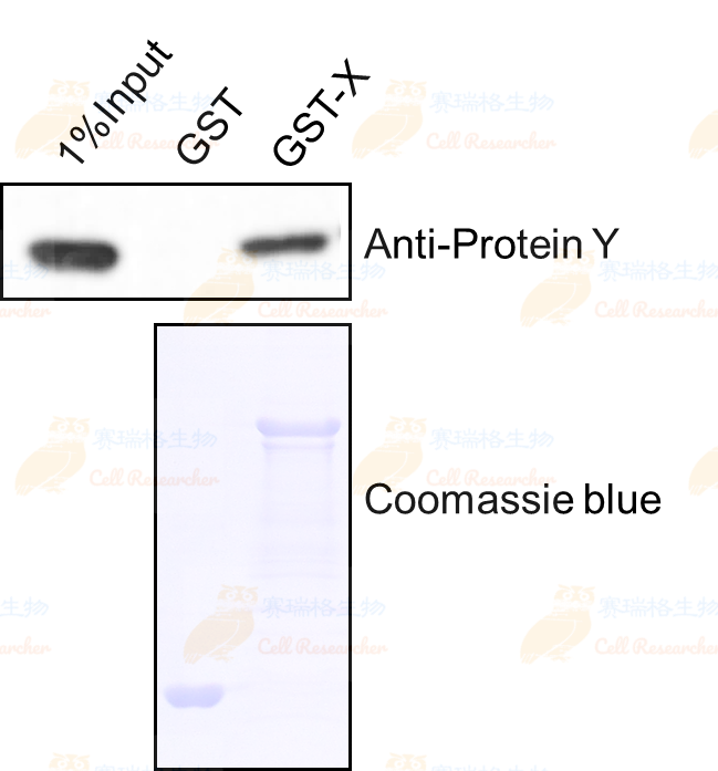GST-pull down水印版.png GST-pull down水印版.png